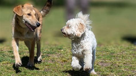 Die Bedeutung von toten Hunden auf einem Haufen in Träumen